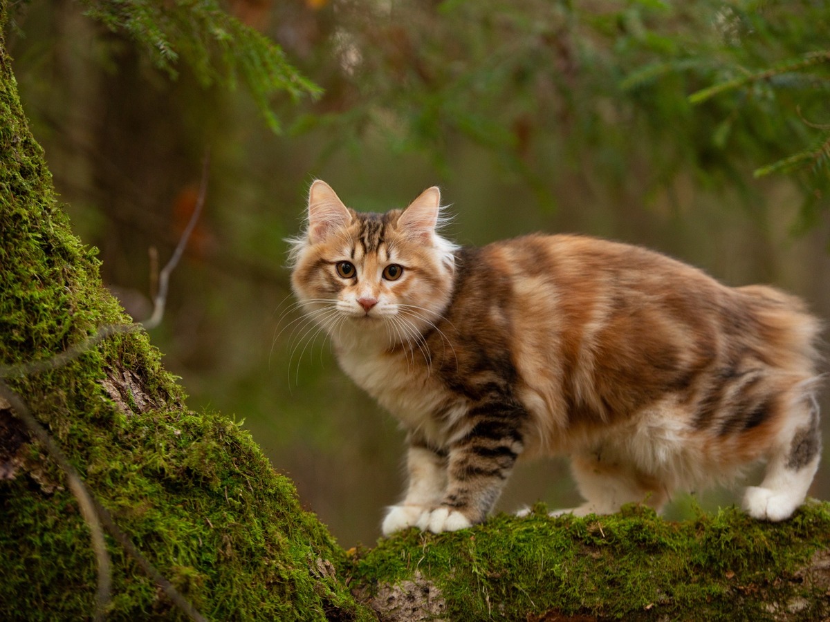 Kurilský bobtail vonku v tráve s krátkym stočeným chvostom